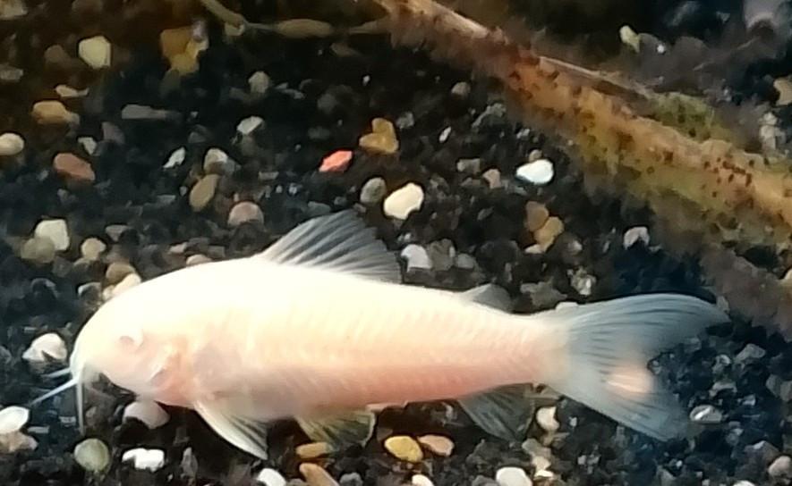 Te koop aquarium vissen