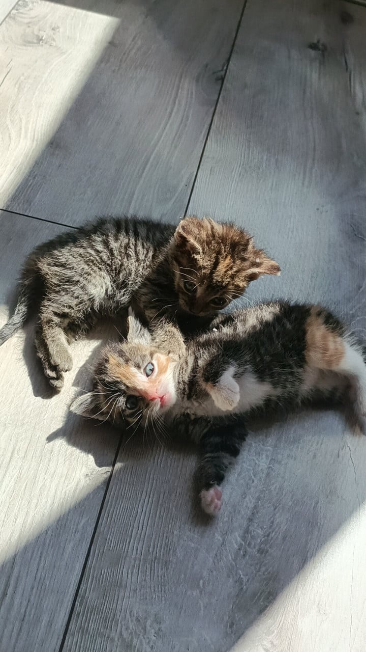 Nog twee sociale Kitten poesjes