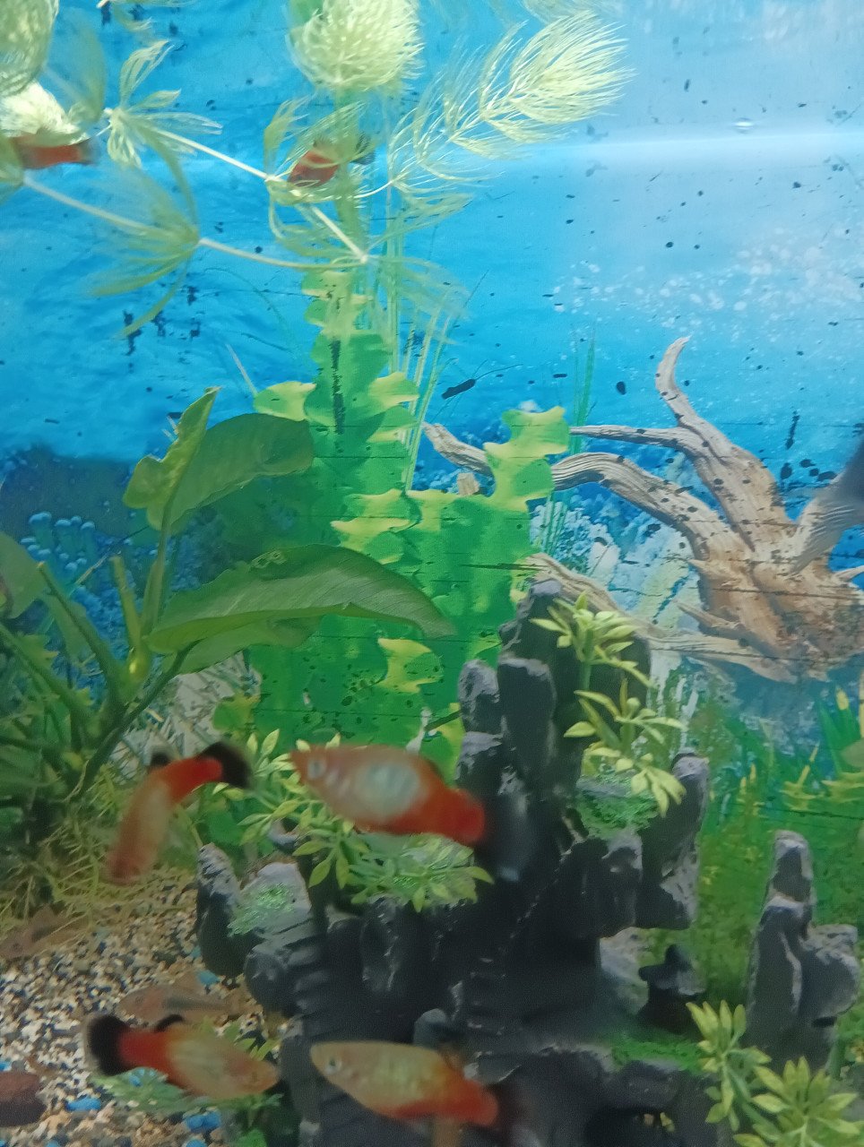 Platys
