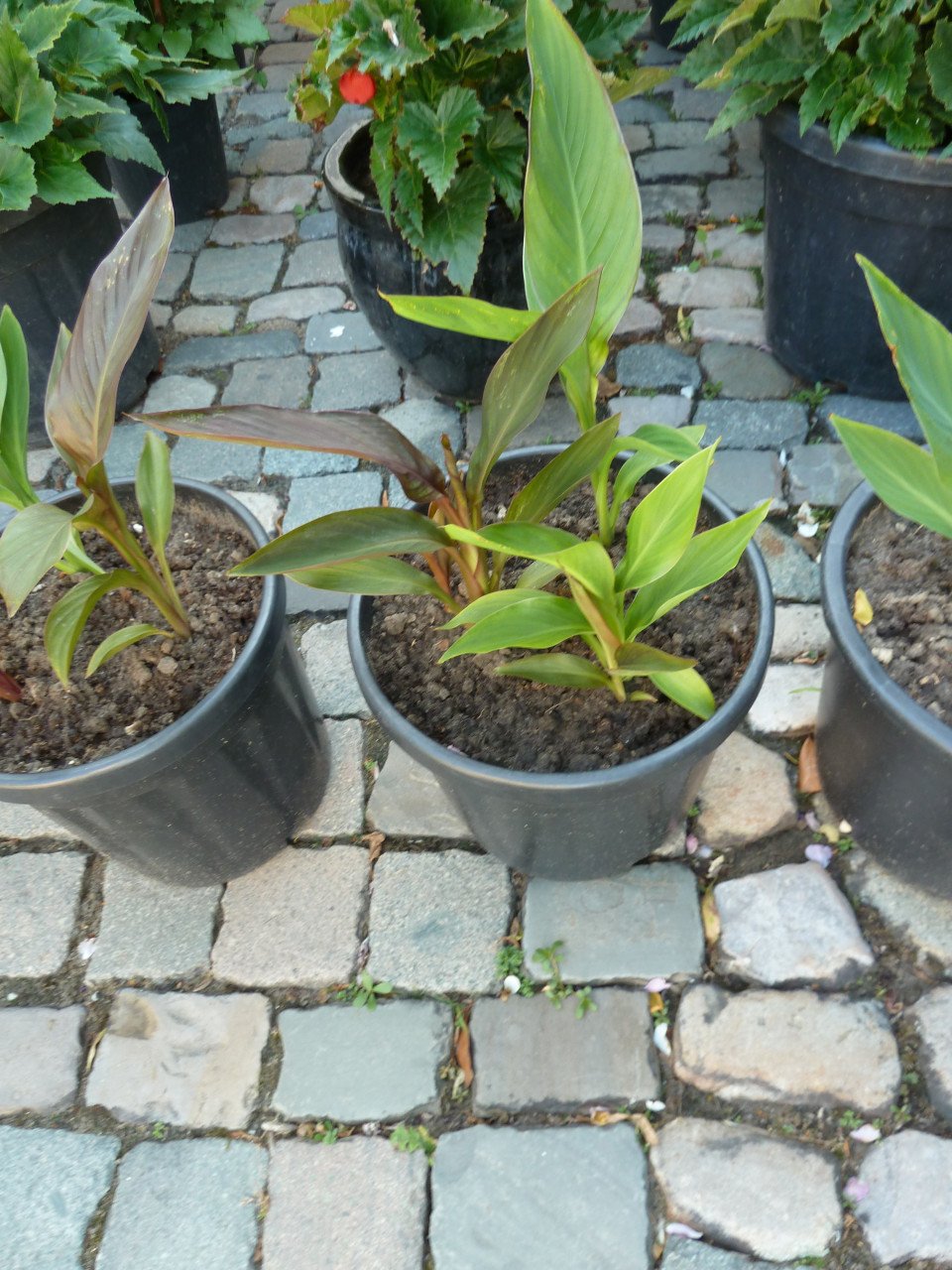 MOOIE CANNA