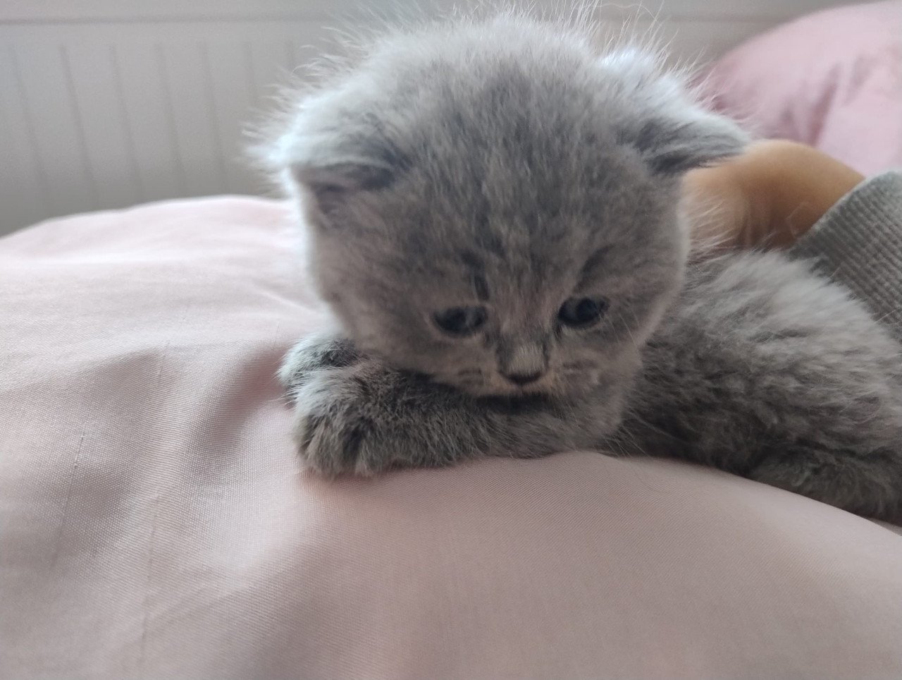 Britse korthaar kittens (Met stamboom)