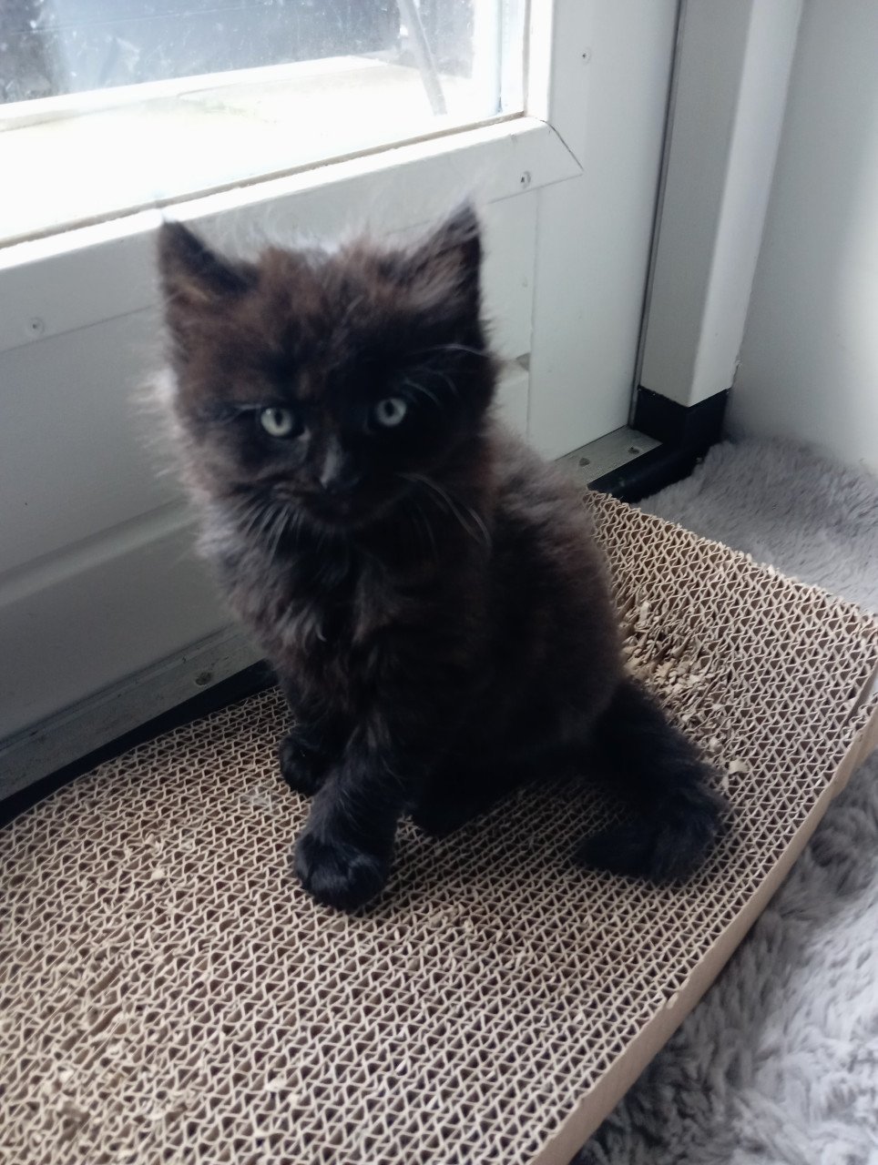 Kitten - mannetje - langharig