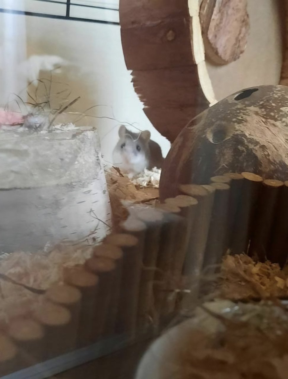 Hamster met hok en accessoires