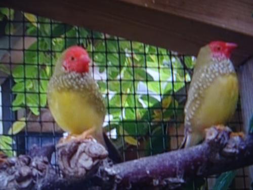 Te koop binsenastrilde  man  broedrijp mag ook  ruilen voor pop broedrijp