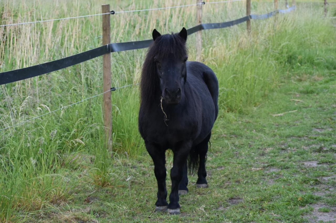 Super lieve shetlander merrie