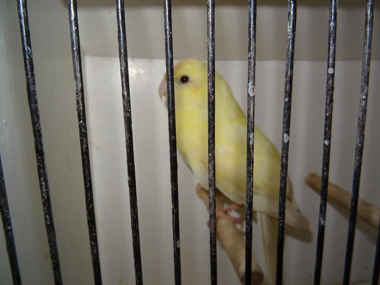 Te koop broedrijpe gele kakarikie Man !!