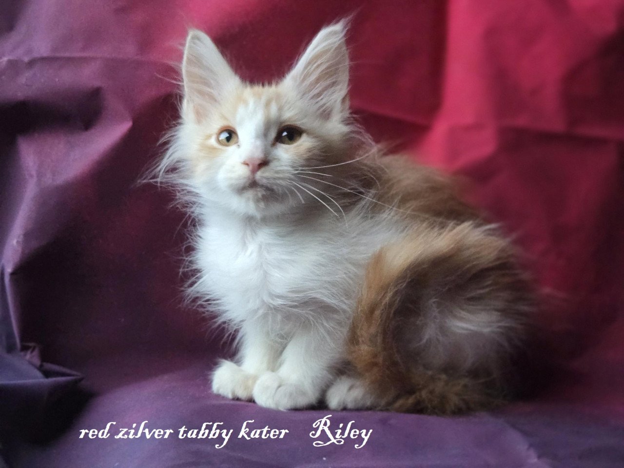 7  prachtige maine coon kittens met stamboom