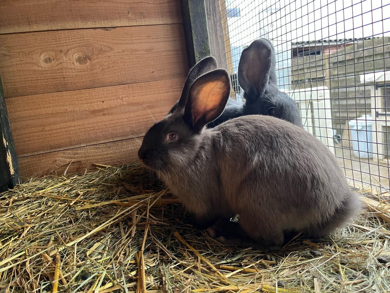 Jong duitse reus rammetje