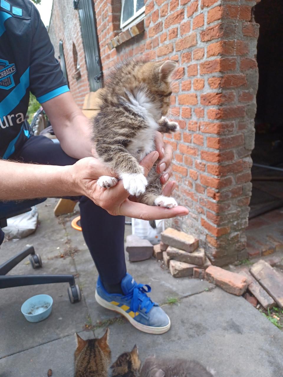 Kittens
