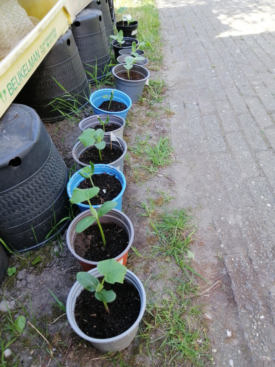 Moestuin plantjes