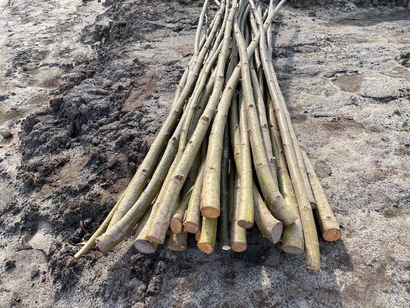 Vlissingen- gevraagd wilgentakken