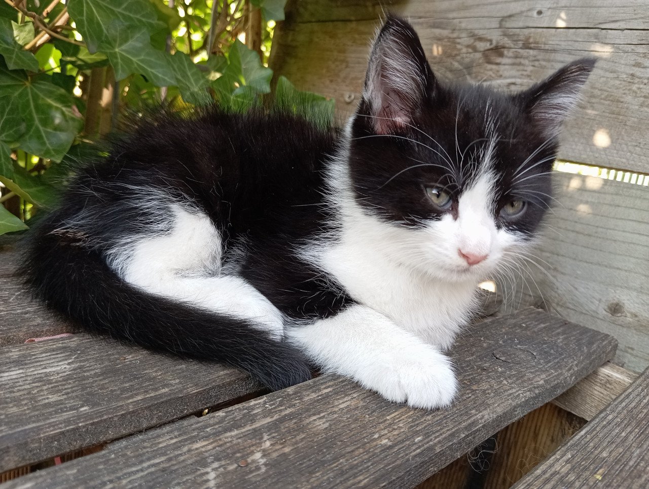 Kitten mannetje