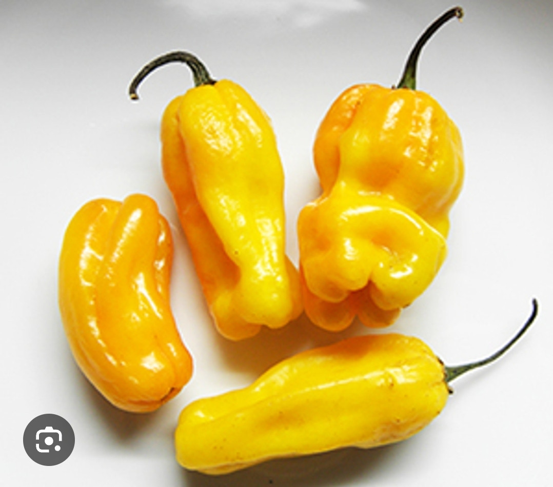 Peper planten