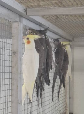Valkparkieten beschikbaar.