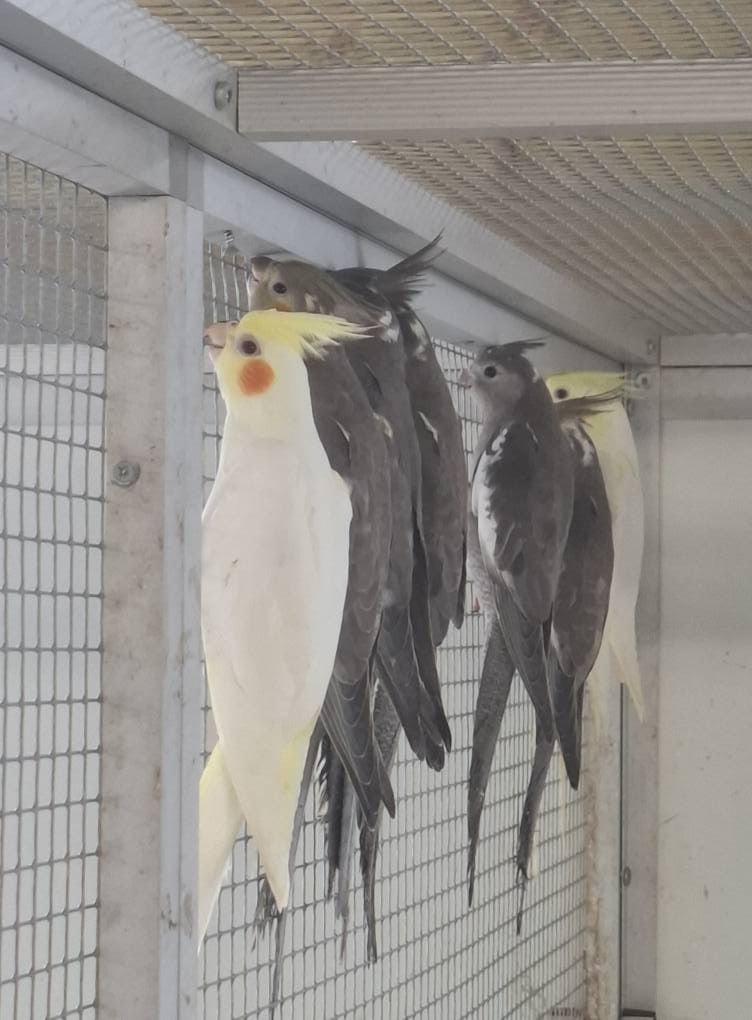 Valkparkieten beschikbaar.
