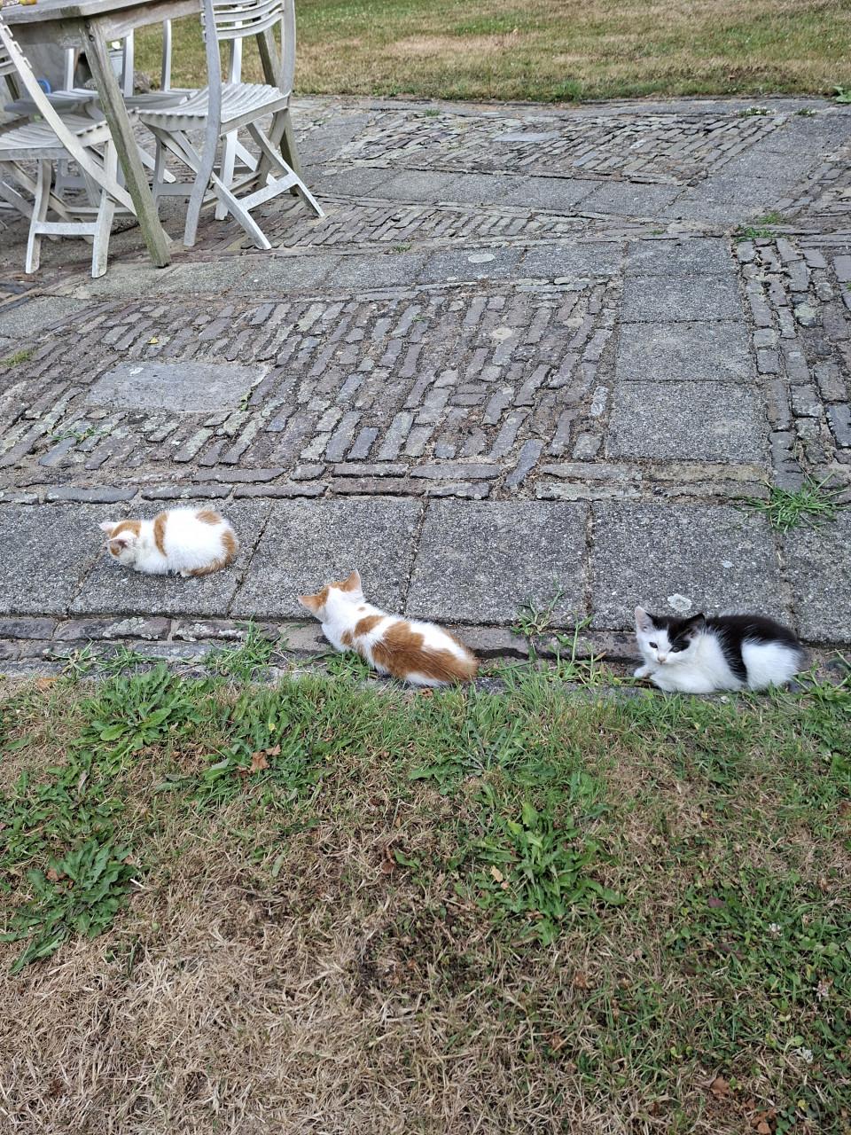 2 katertjes 3 maanden oud ontwormt