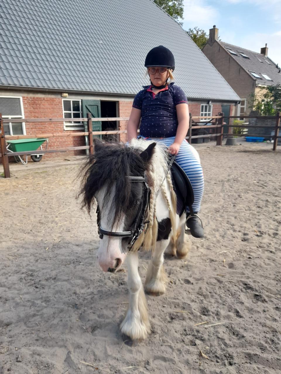 Tinker merrie te koop