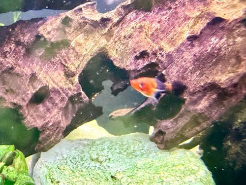 Zwaarddrager jonkies