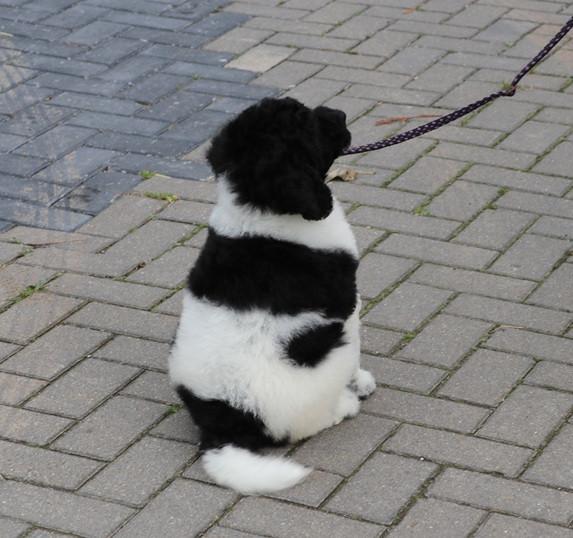 Prachtige Panda Labradoodle teef pup van bijna 9 weken