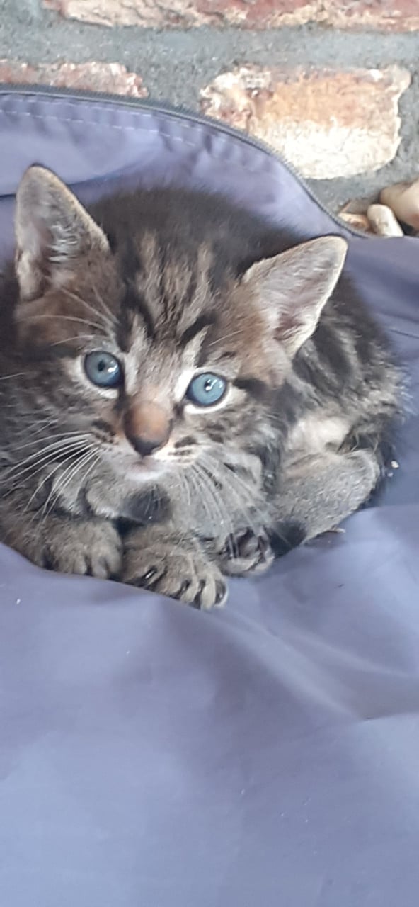 Prachtige lieve kittens 😻