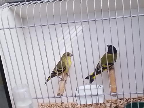 Koppeltje zwartkopsijzen