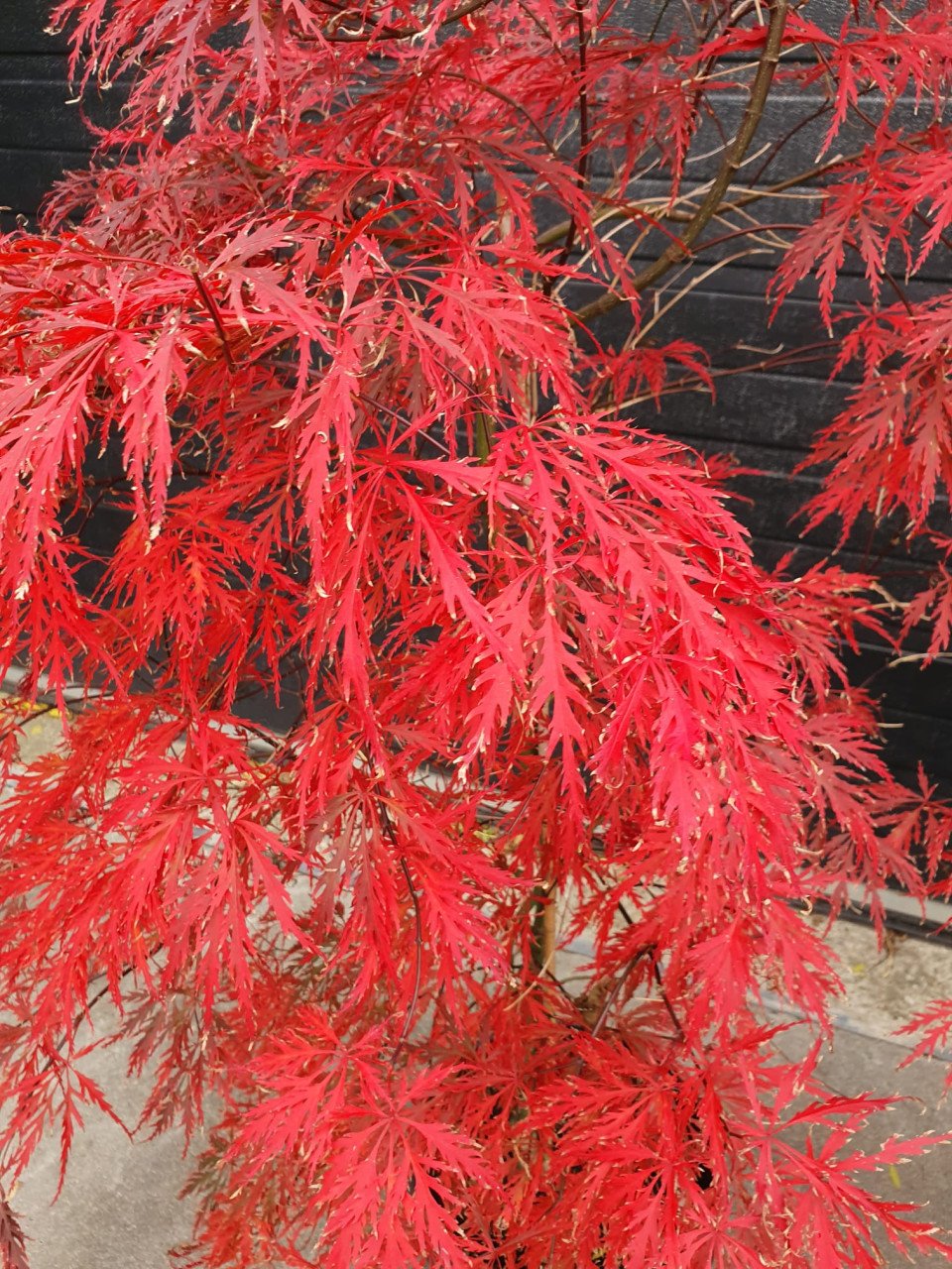 Acers
