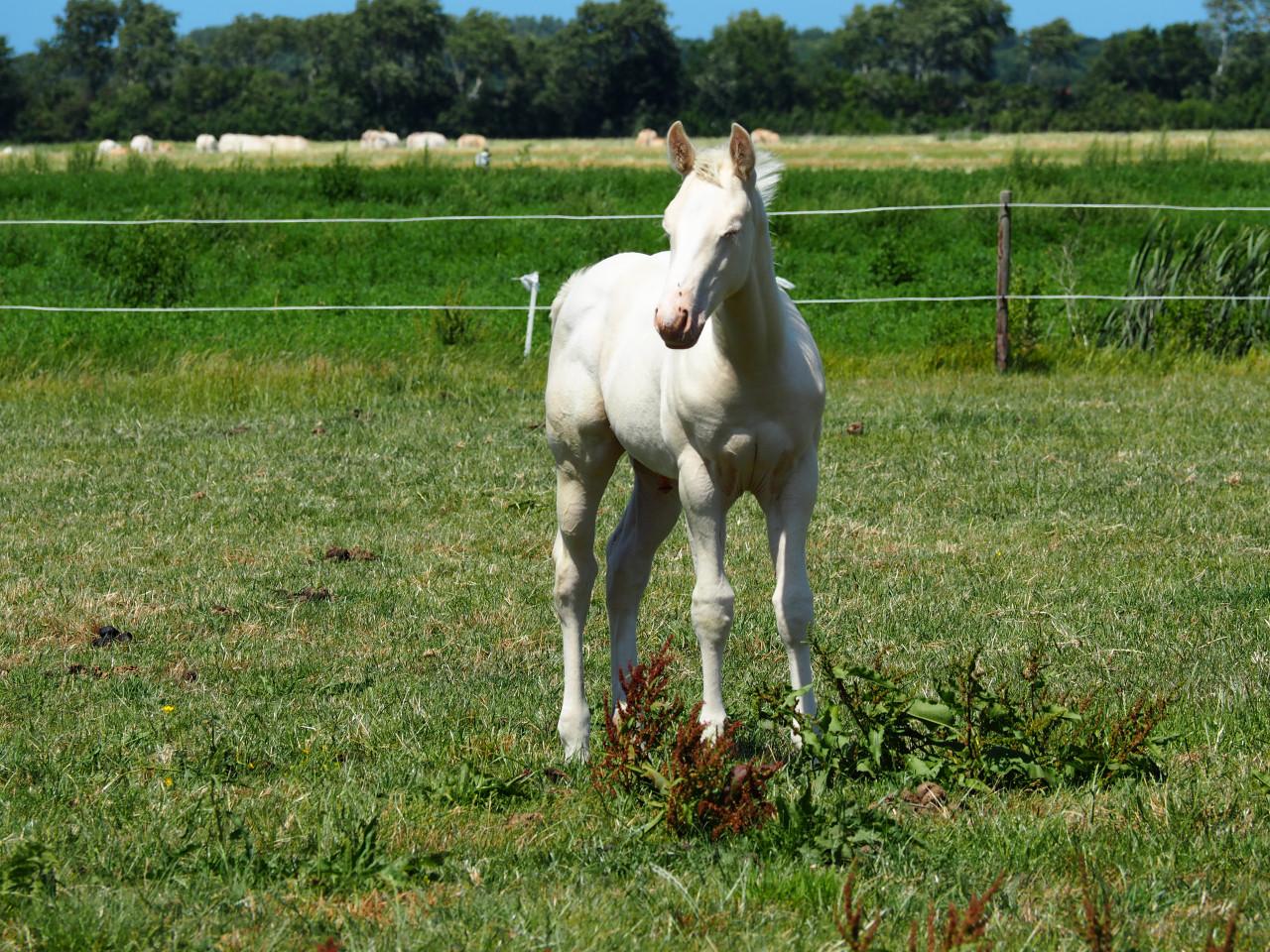 Te koop: Amerikaanse Appaloosa's