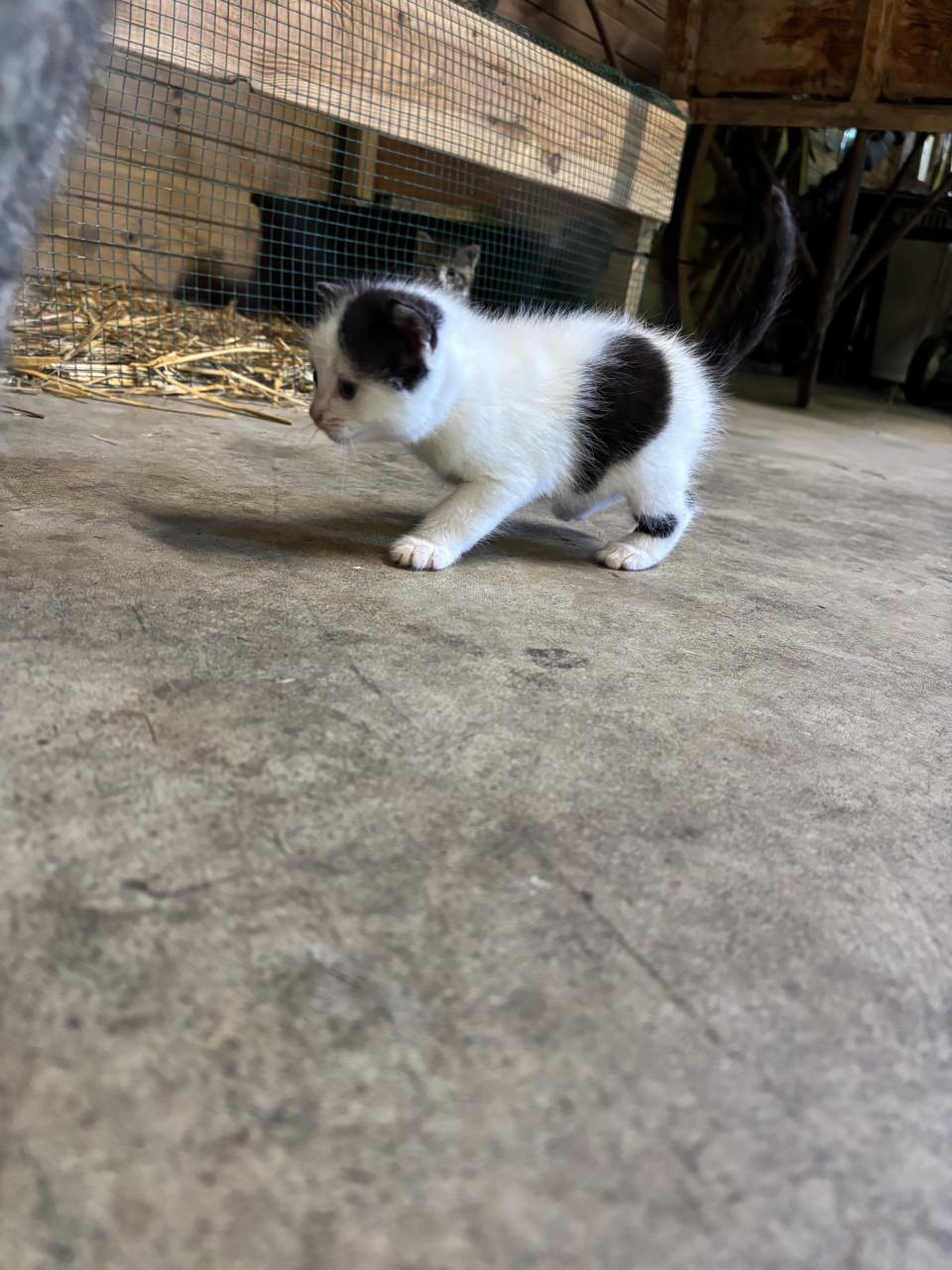 5 boerderij kittens