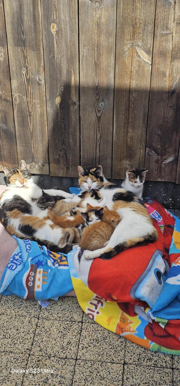 Kittens