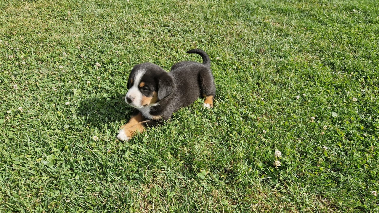 Zwitserse Sennen x Sint Bernard pups