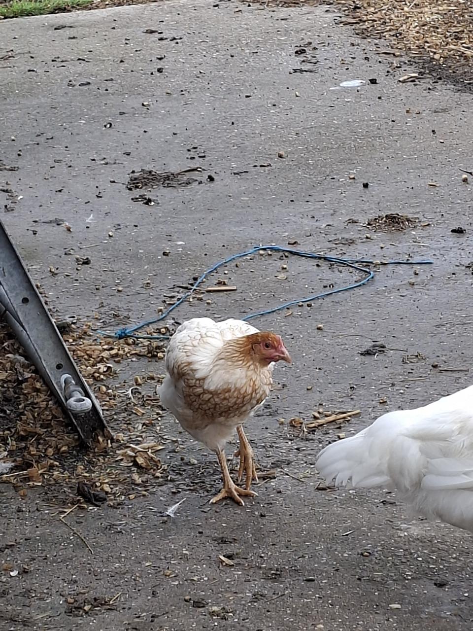 Jonge hennetjes te koop