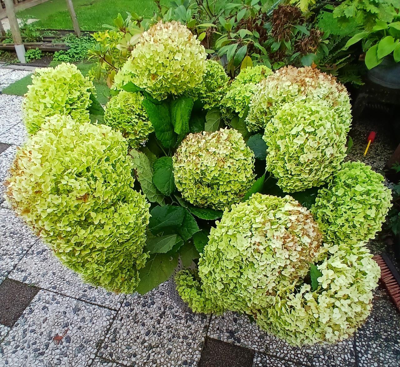Hortensiabollen