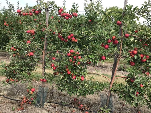 Fruitbomen in leivorm / Leibomen / Appel