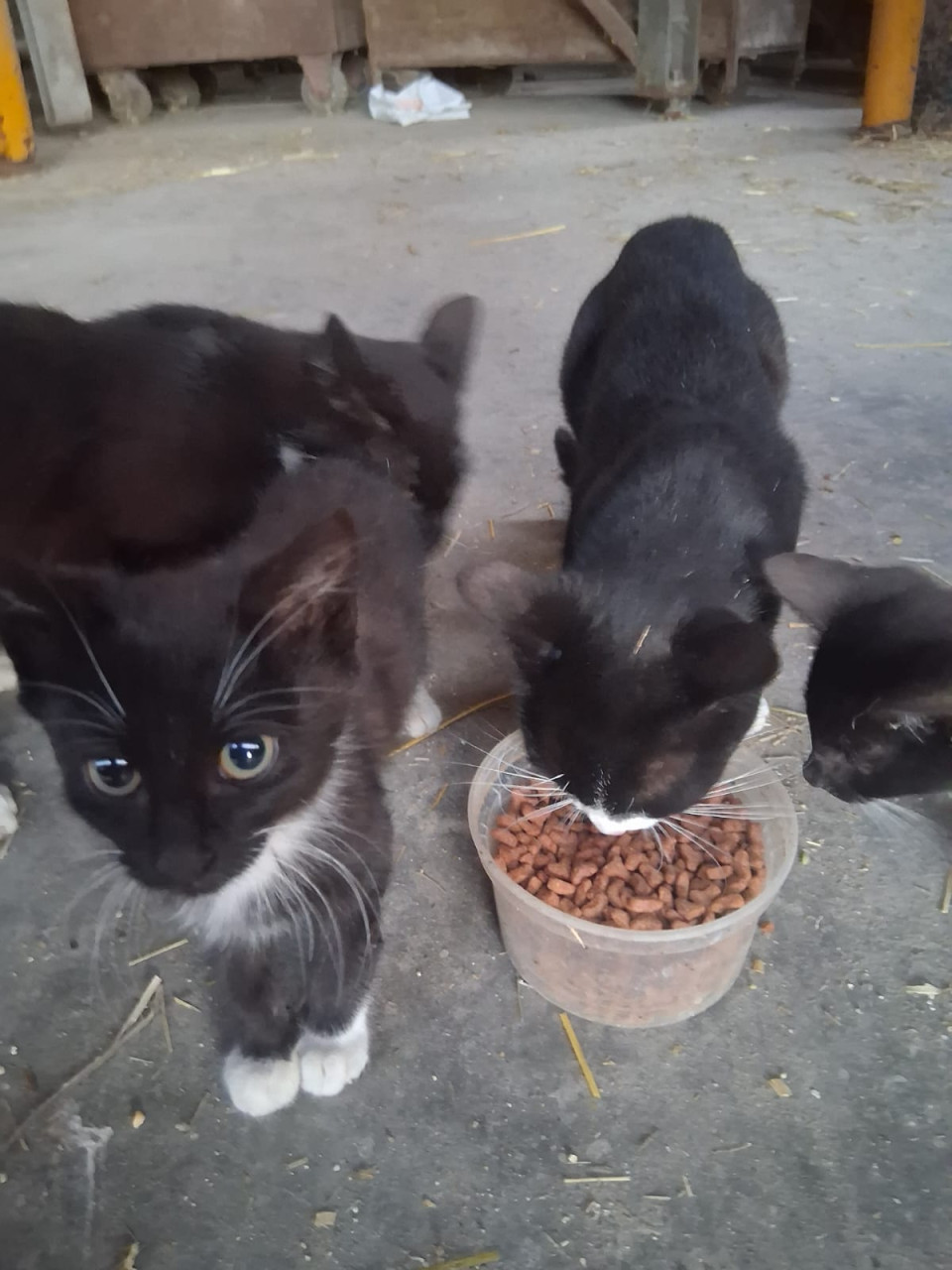 KITTENS