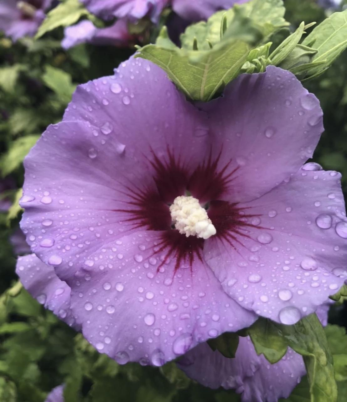 Hibiscus / Chinese roos planten van de hobbykweker