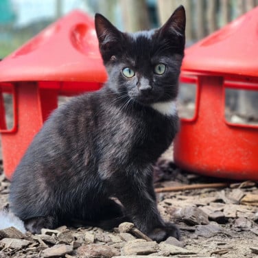 Kortharige kittens (jongens) zwart (x brits korthaar)
