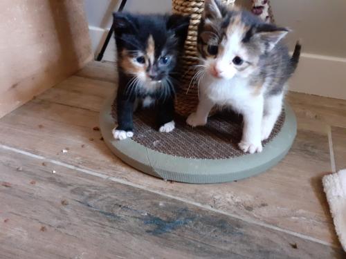 Kittens