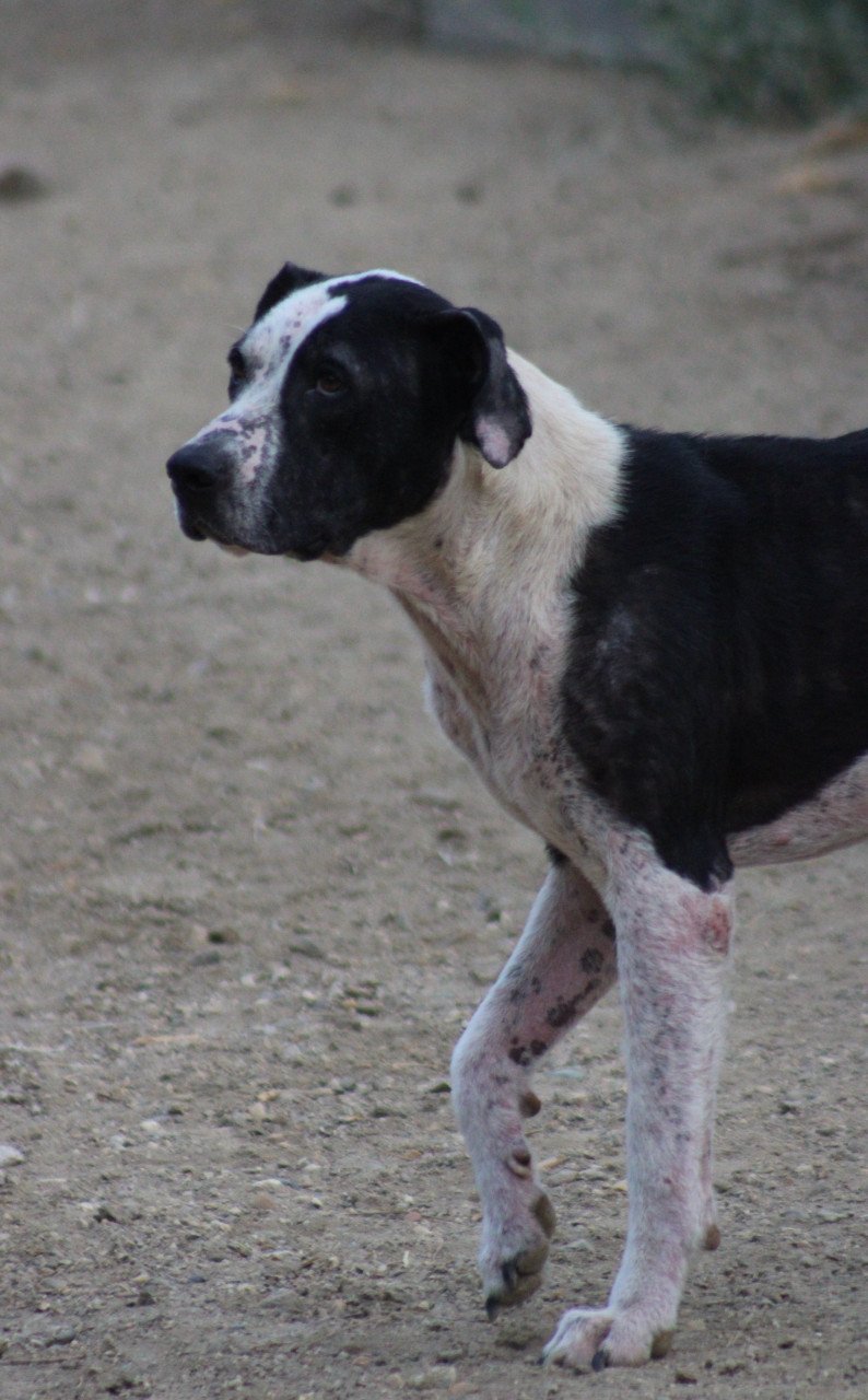 Alora Dog Rescue: Onyx, op tijd gered en nu klaar voor een nieuwe start