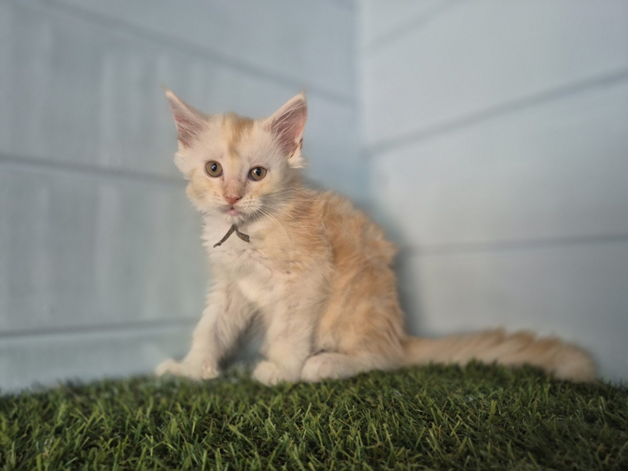 Maine coon kittens polydactyl
