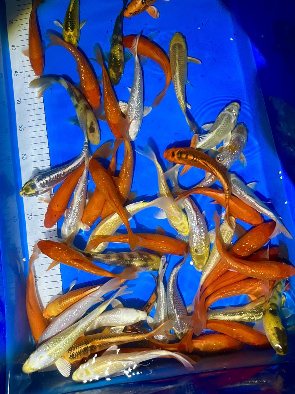 HQ Japanse Tosai 16-20cm en meer diverse koi!