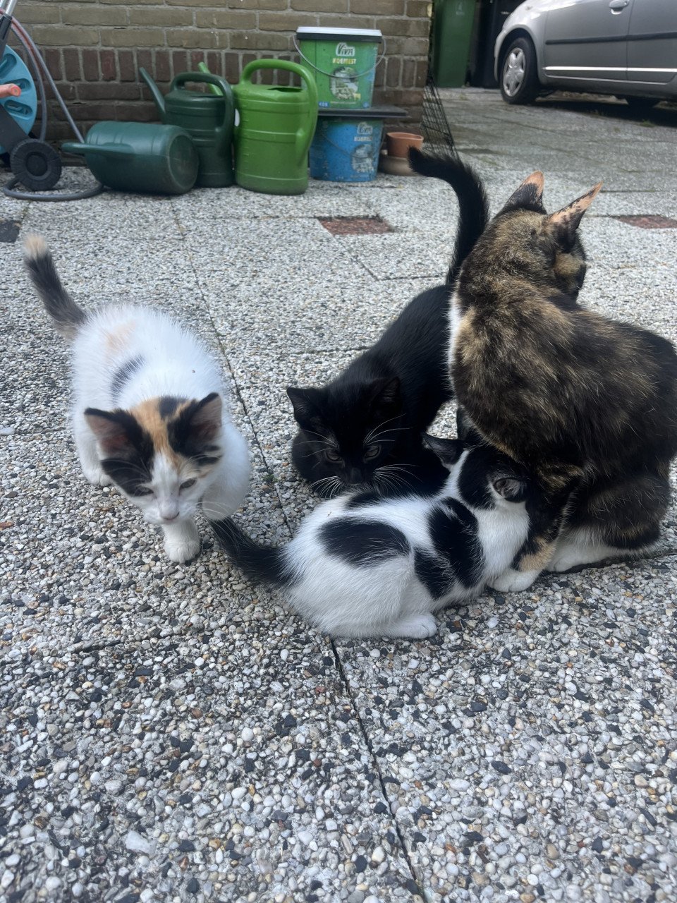 Nog 4 leuke lieve kittens te koop van 12 weken oud