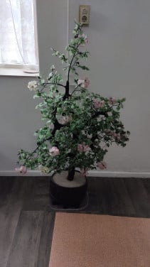 Grote Vintage Bonsai boom van Jadeglas