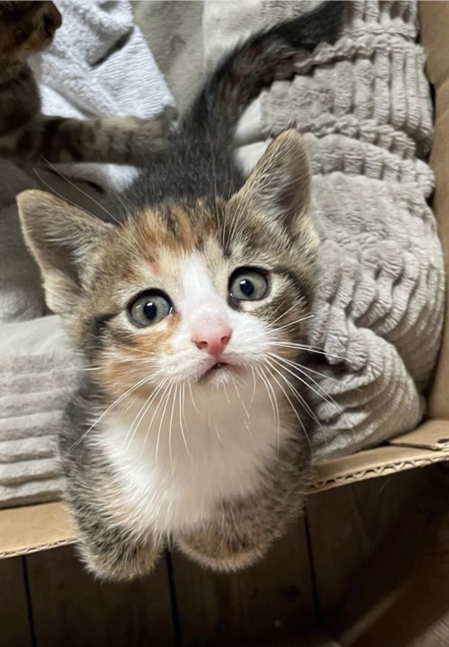 Gereserveerd. Kittens ( nog 1 zwart-witte beschikbaar)