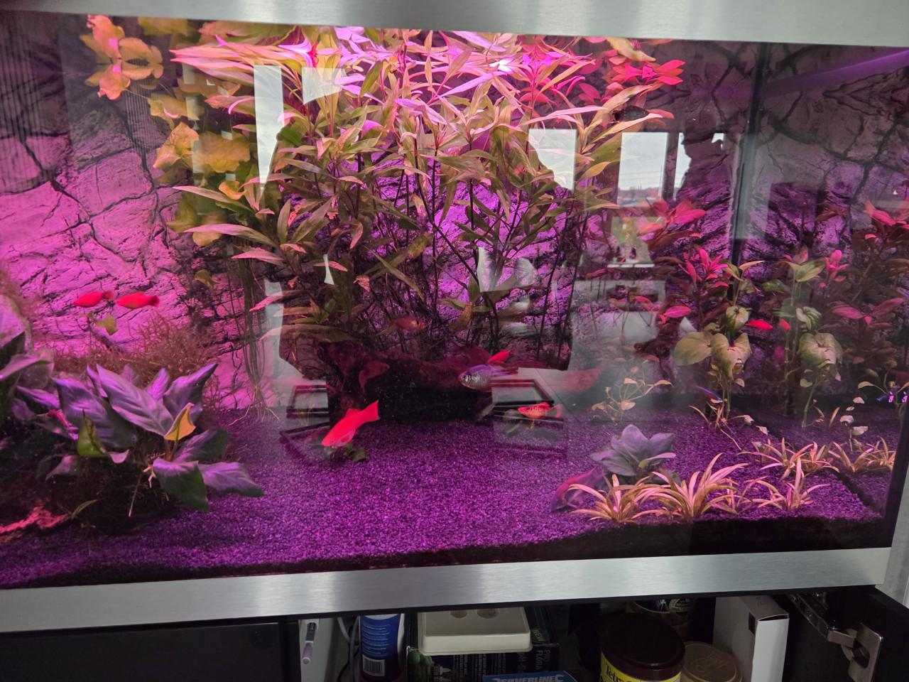 Vissen plus planten voor zoet water Aquarium