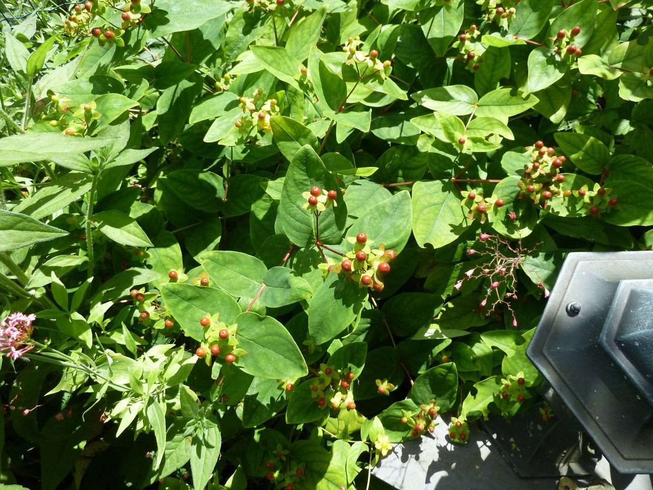 HYPERICUM