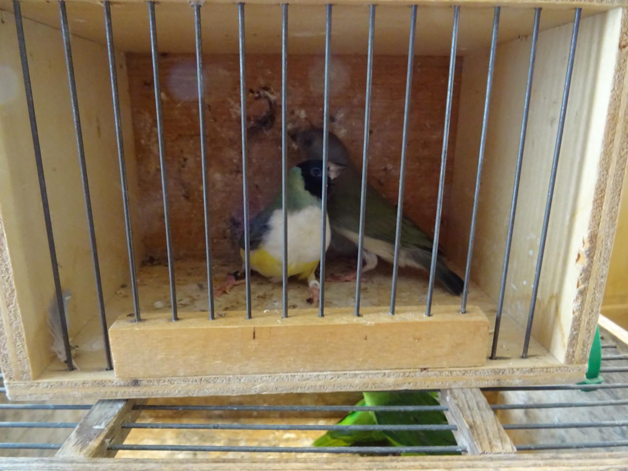 Te koop nog mooie broedrijpe Pop zwartkop  witborst Golds amadine