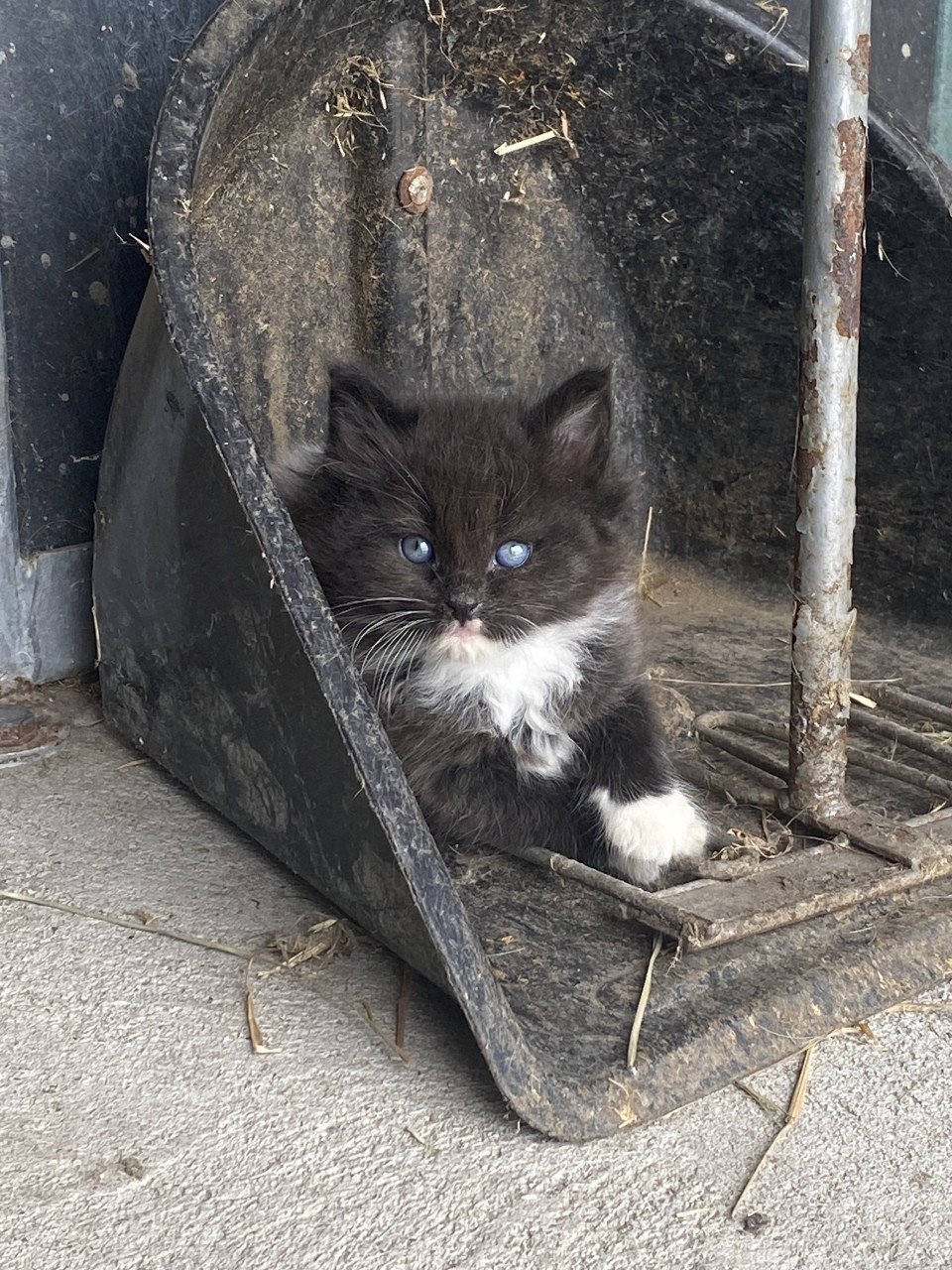 Kittens zoeken nieuw huisje!