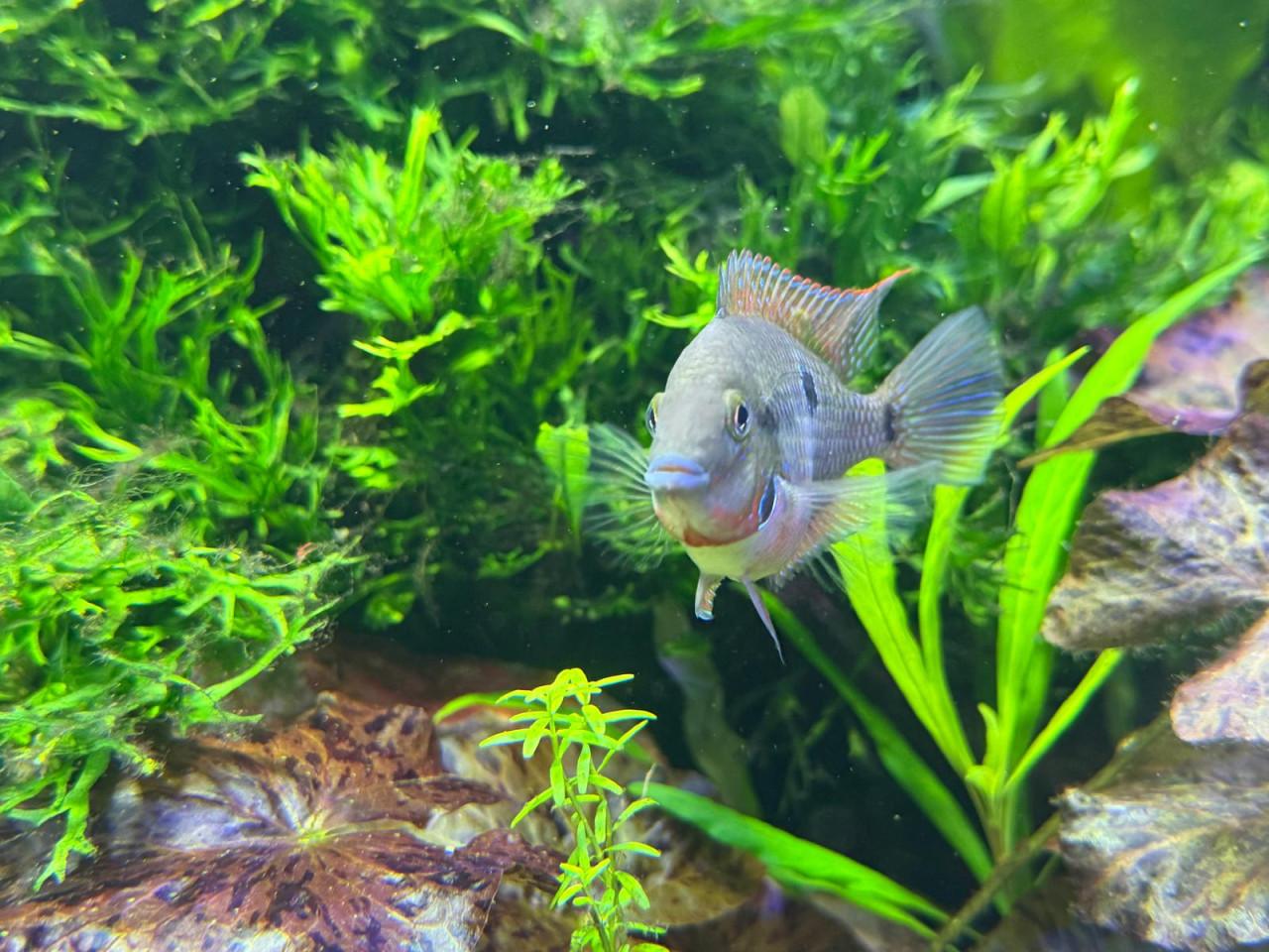 Thorichthys meeki – Vuurkeelcichlide cichlide (ellioti)