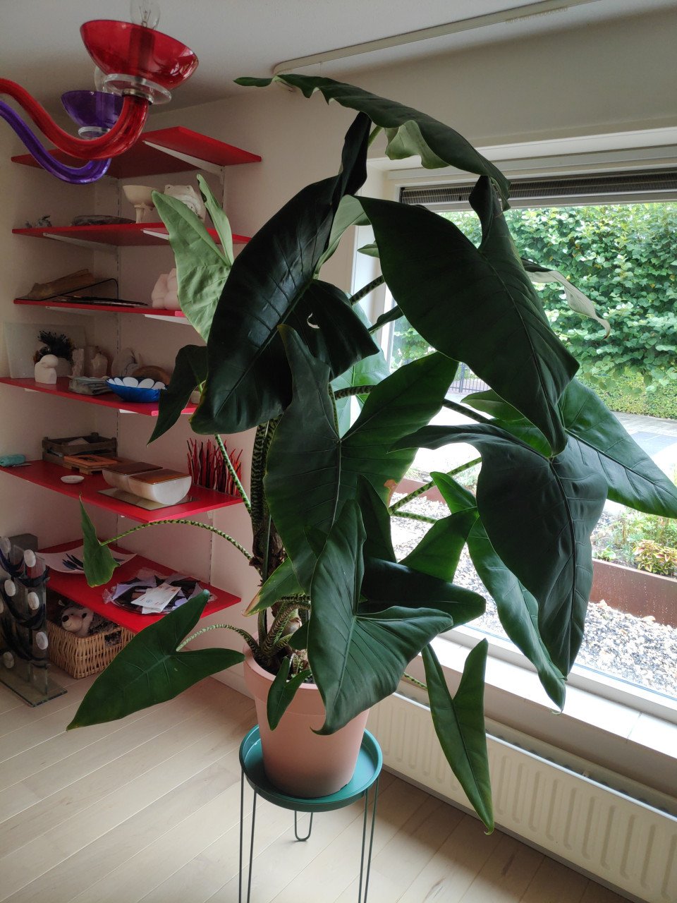Grote kamerplant