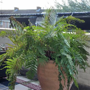 Grote varen voor in de tuin of kuip